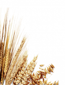 Bäcker Müller Bild Weizenbund